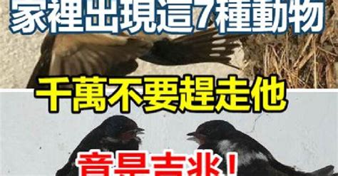 土蜂窩風水|這七種動物不請自來是吉兆，你知道嗎？